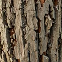 Bark