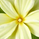 Frangipani