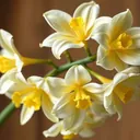 Frezja