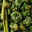 Galbanum
