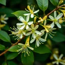 Honeysuckle