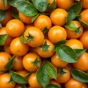 Kumquat