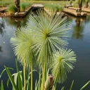 Papirus